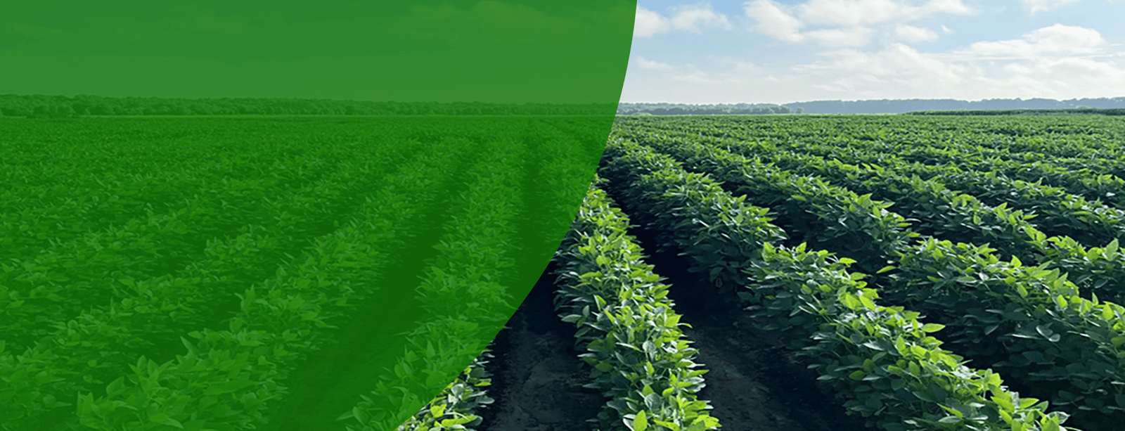 Vermicompost process