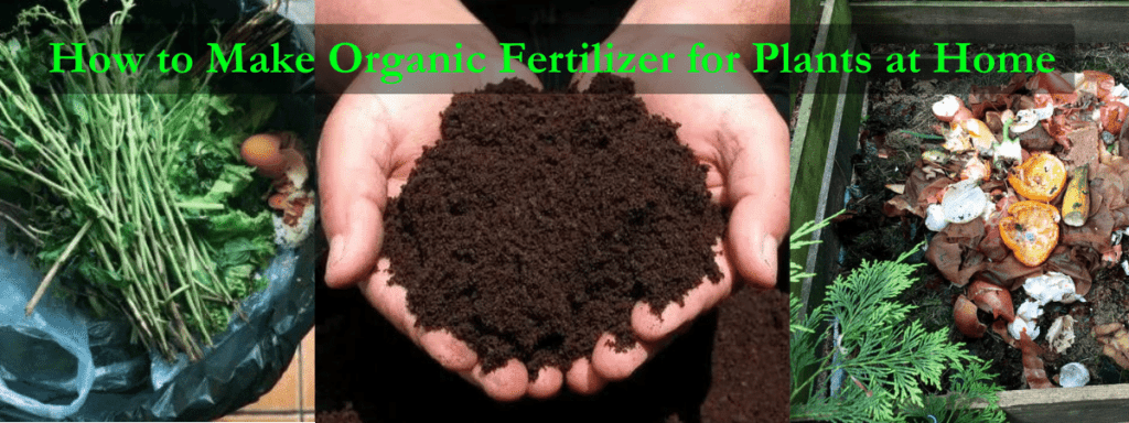 How to Make Organic Fertilizer for Plants at Home