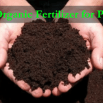 How to Make Organic Fertilizer for Plants at Home