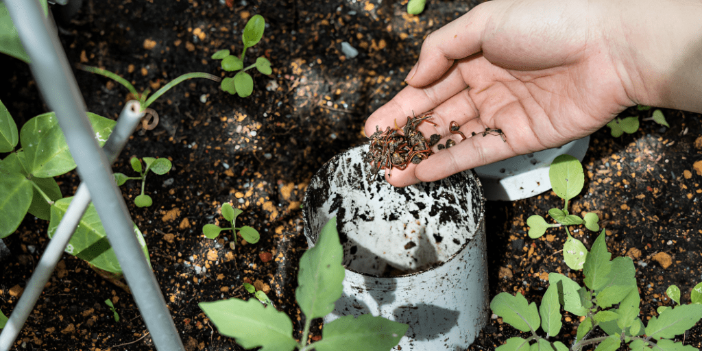 Earthworm For Vermicompost