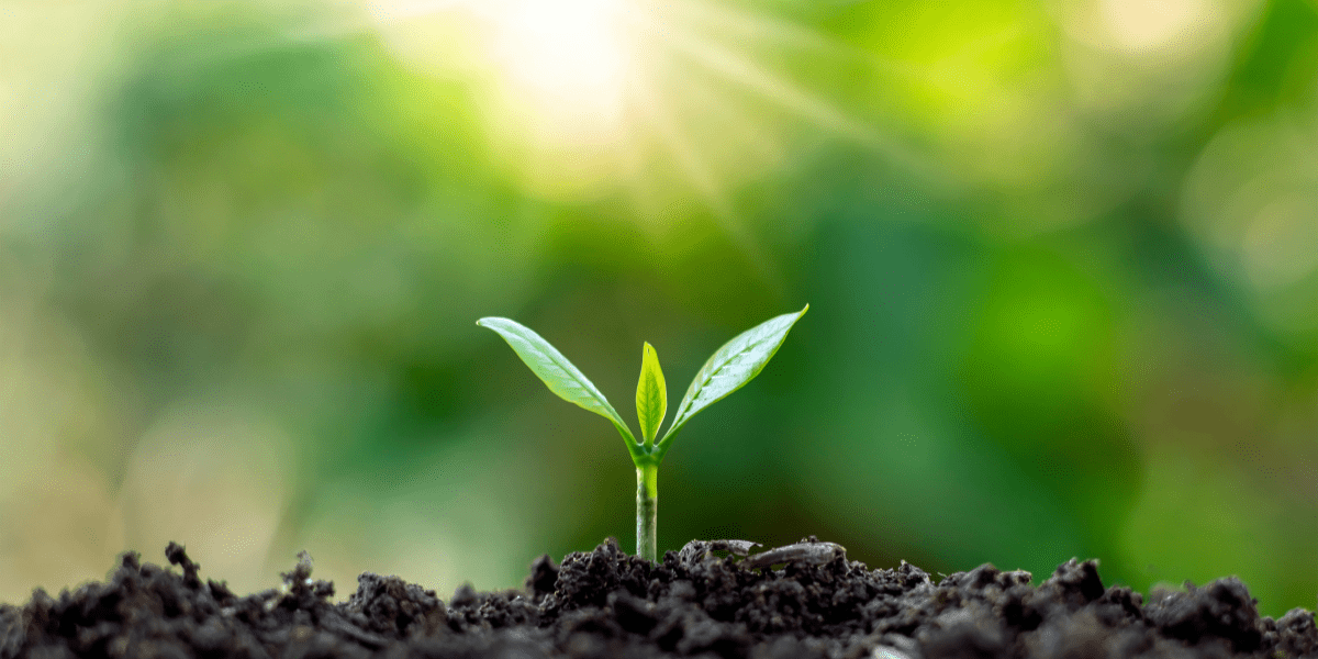 Top 10 tips to help improve soil fertility